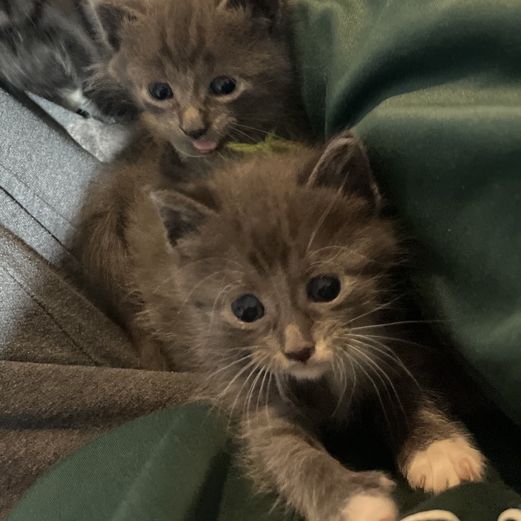 KitKat Hyattsville (Candy Corn kitten) - Pending Adoption