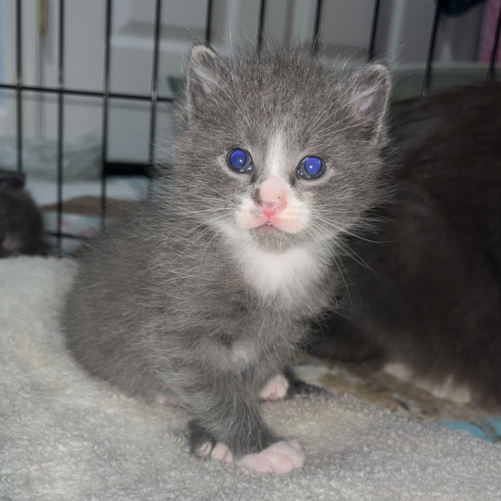 Butterfingers Hyattsville (Candy Corn kitten)