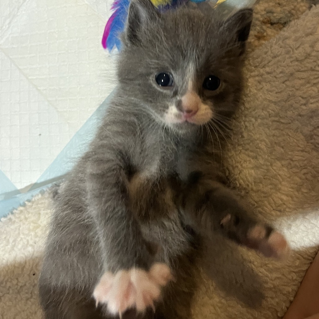 Butterfingers Hyattsville (Candy Corn kitten)