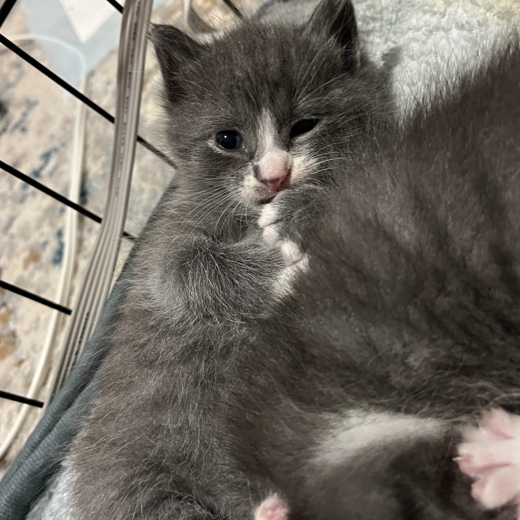 Butterfingers Hyattsville (Candy Corn kitten)