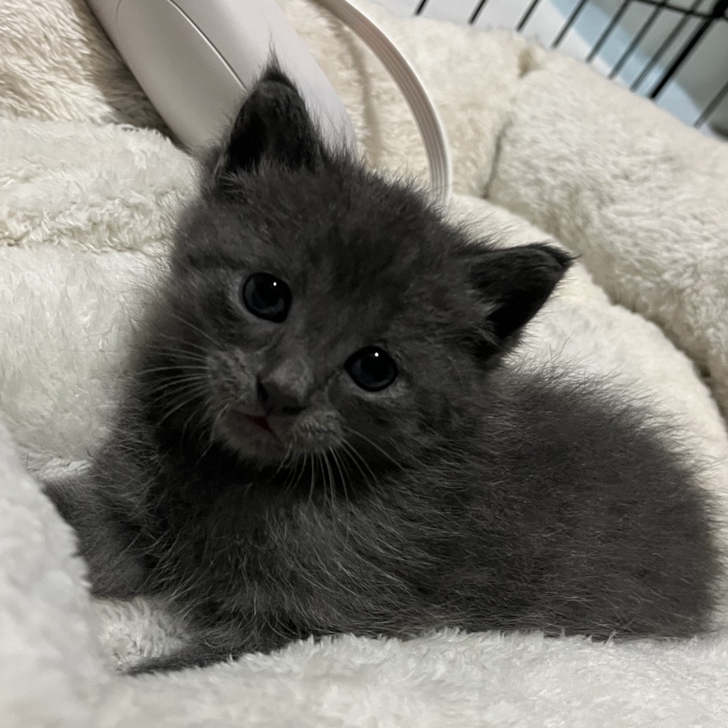 Snickers Hyattsville (Candy Corn kitten) - Adoption Pending