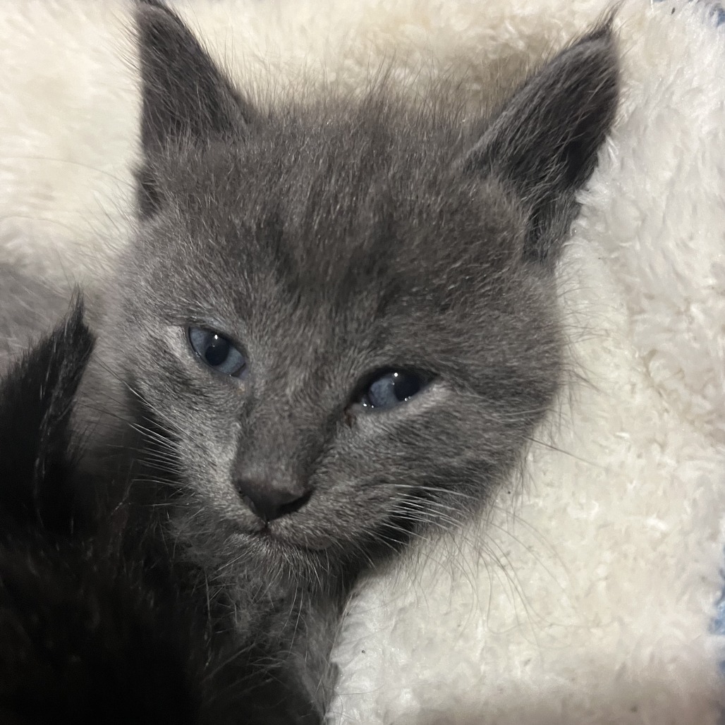 Snickers Hyattsville (Candy Corn kitten) - Adoption Pending