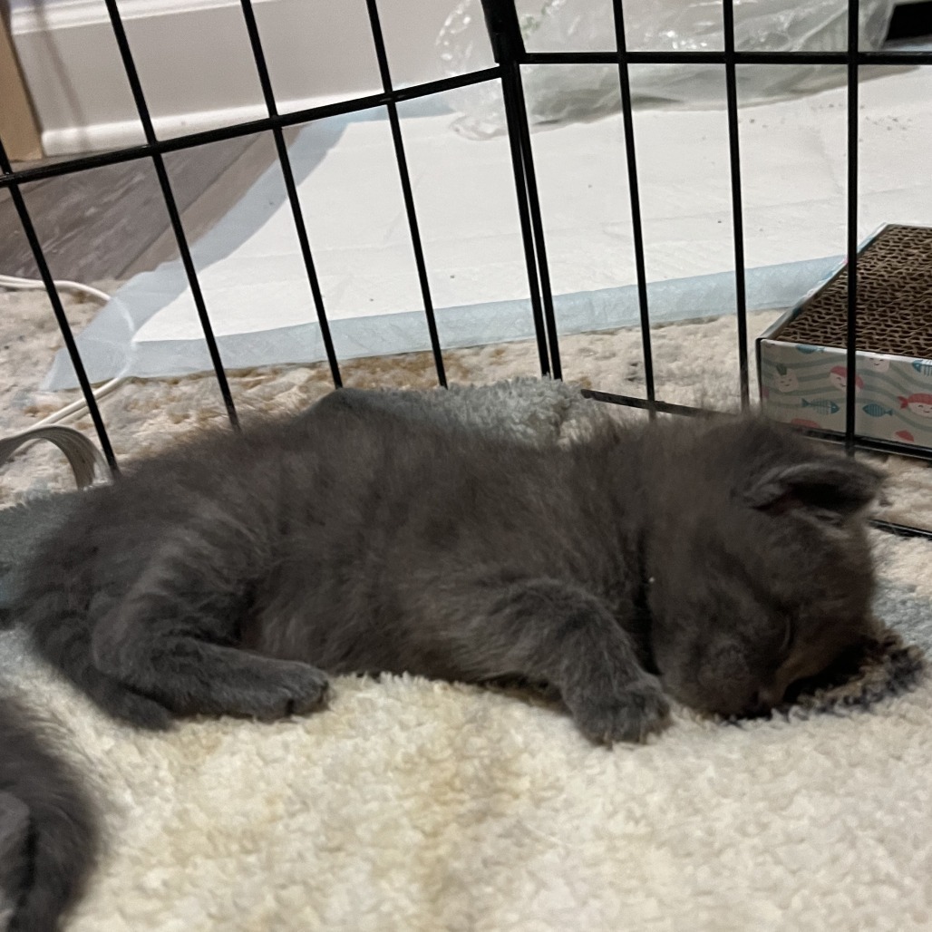 Snickers Hyattsville (Candy Corn kitten) - Adoption Pending