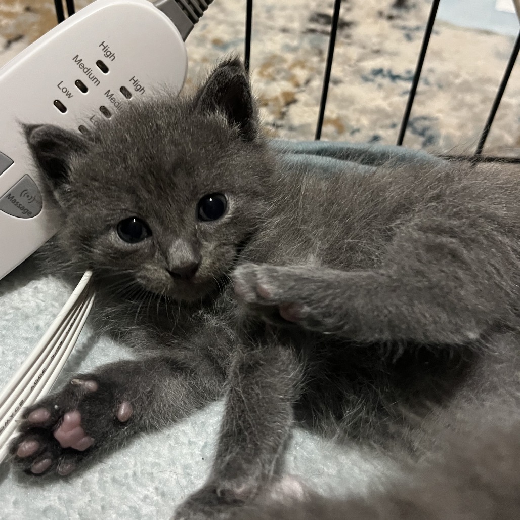 Skittles Hyattsville (Candy Corn kitten) - Adoption Pending