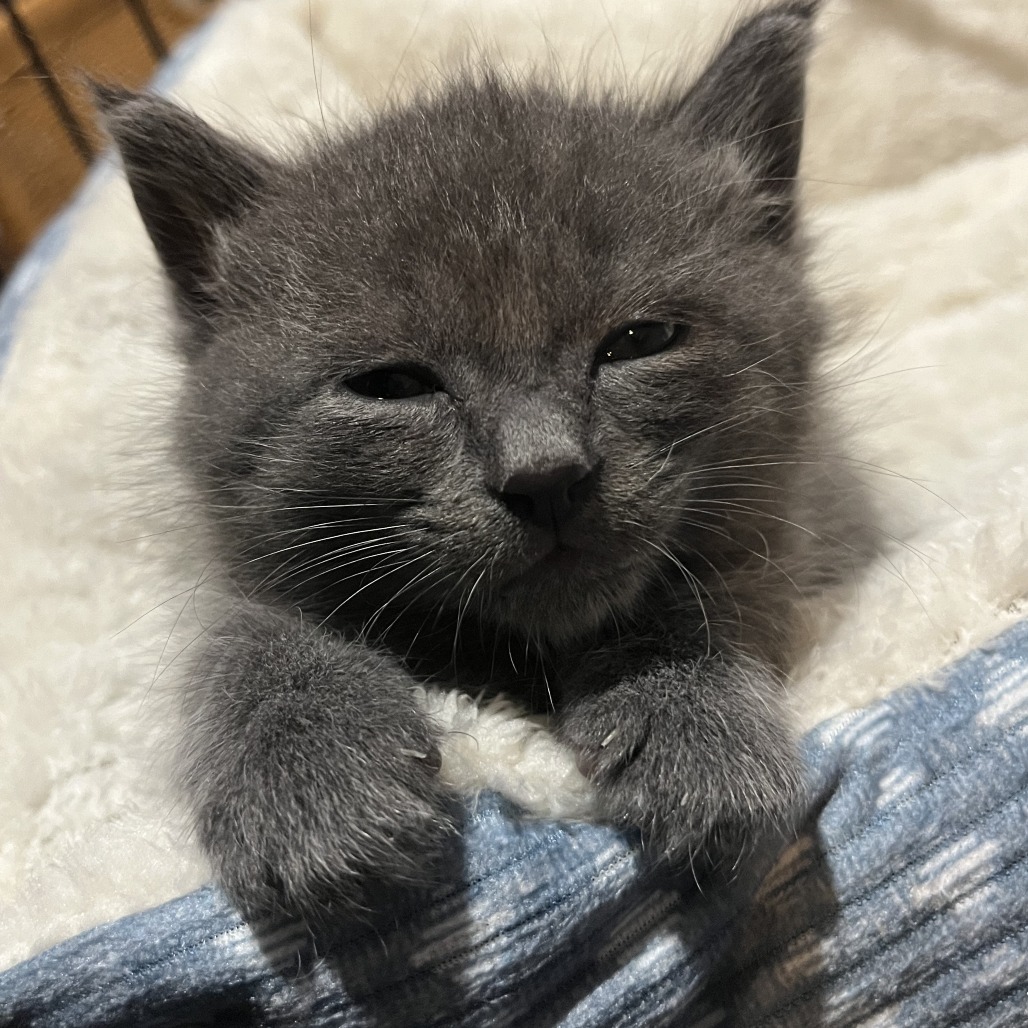 Skittles Hyattsville (Candy Corn kitten) - Adoption Pending