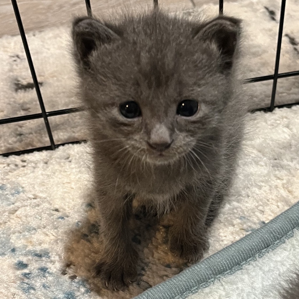 Skittles Hyattsville (Candy Corn kitten) - Adoption Pending