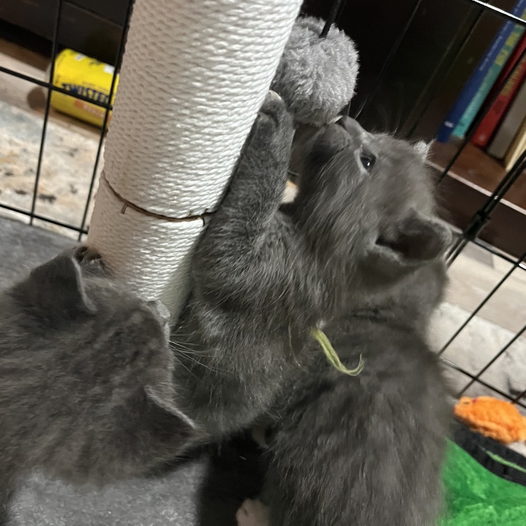 Skittles Hyattsville (Candy Corn kitten) - Adoption Pending