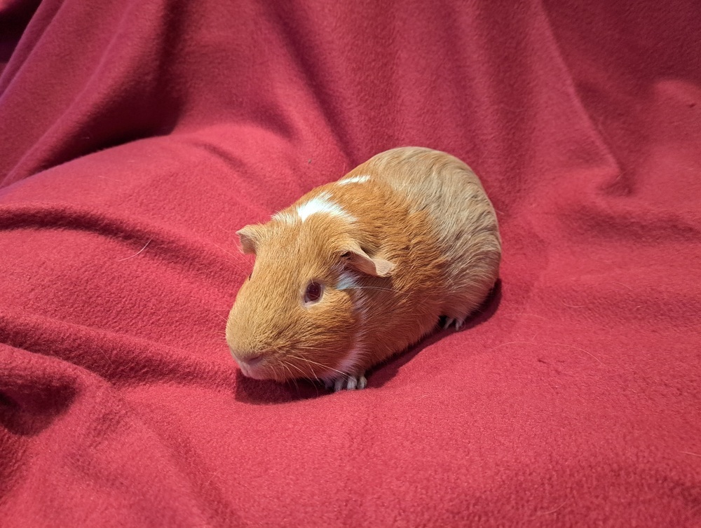 Coppertop