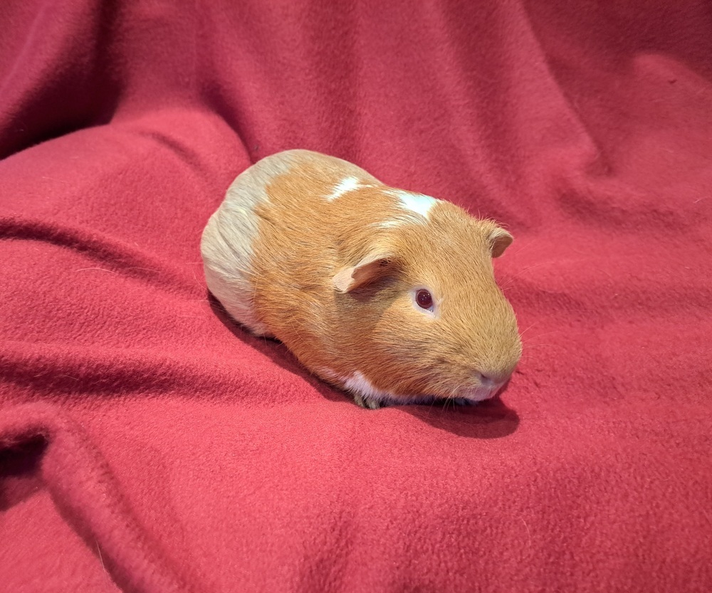 Coppertop