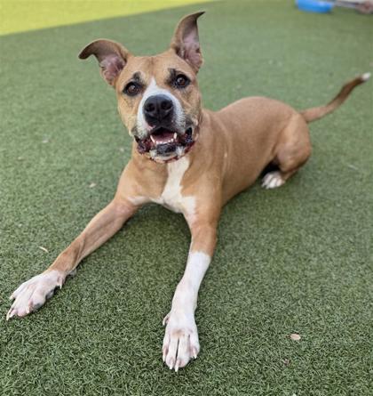 Butterscotch, an adoptable Pit Bull Terrier, Mixed Breed in Hutchinson, KS, 67504 | Photo Image 1