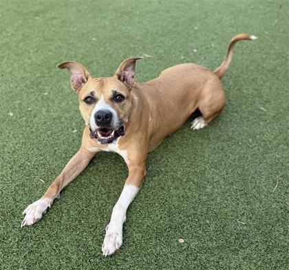 Butterscotch, an adoptable Pit Bull Terrier, Mixed Breed in Hutchinson, KS, 67504 | Photo Image 2