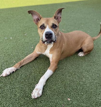 Butterscotch, an adoptable Pit Bull Terrier, Mixed Breed in Hutchinson, KS, 67504 | Photo Image 3