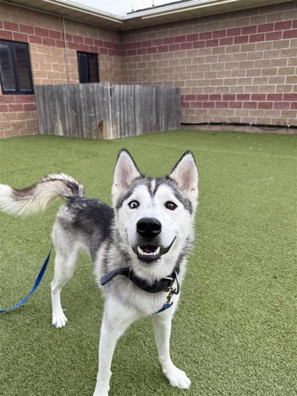 Zephyr, an adoptable Husky in Hutchinson, KS, 67504 | Photo Image 1