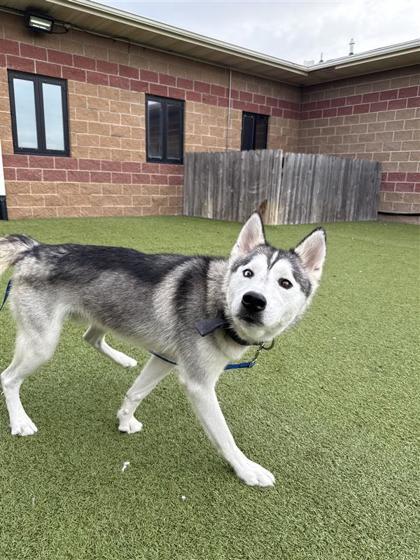Zephyr, an adoptable Husky in Hutchinson, KS, 67504 | Photo Image 3