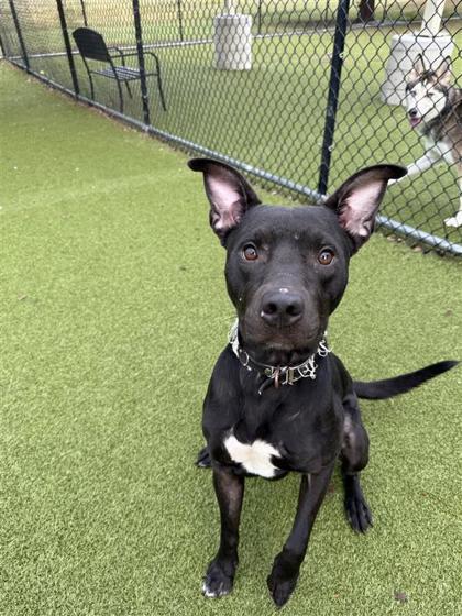 Thorne, an adoptable Mixed Breed in Hutchinson, KS, 67504 | Photo Image 1