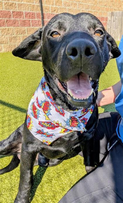 Thorne, an adoptable Mixed Breed in Hutchinson, KS, 67504 | Photo Image 2