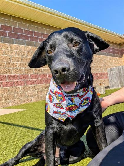 Thorne, an adoptable Mixed Breed in Hutchinson, KS, 67504 | Photo Image 3