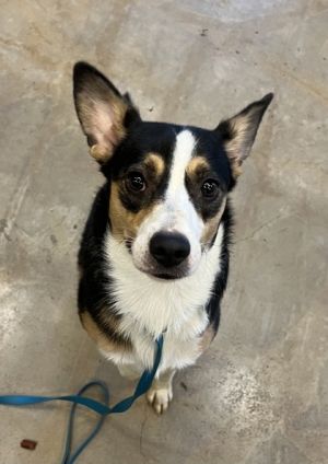 Banjo