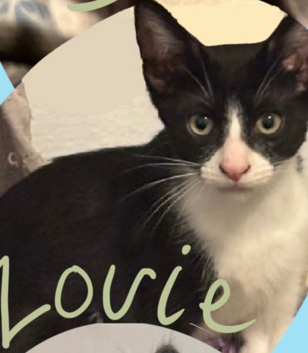 Louie