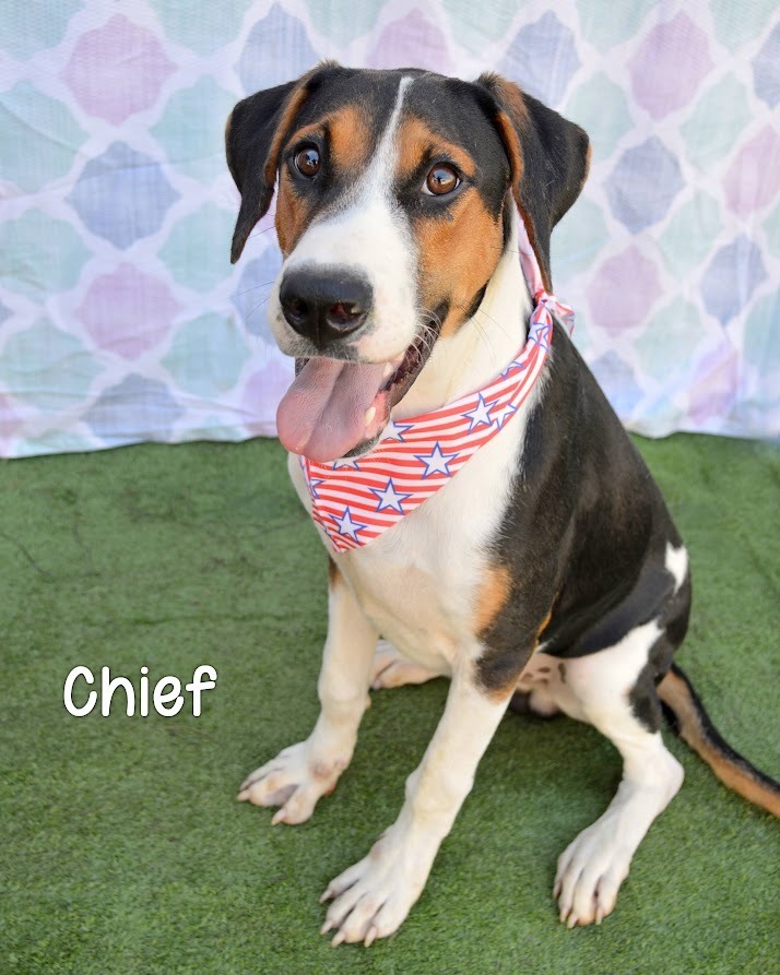Chief