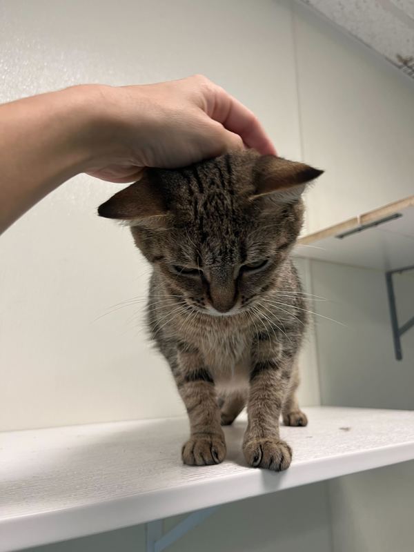 Professor Farnsworth