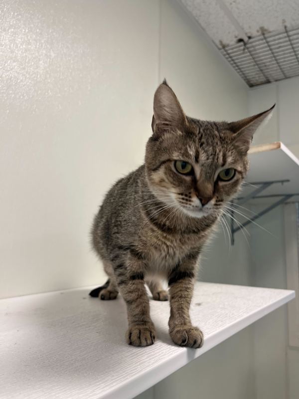 Professor Farnsworth