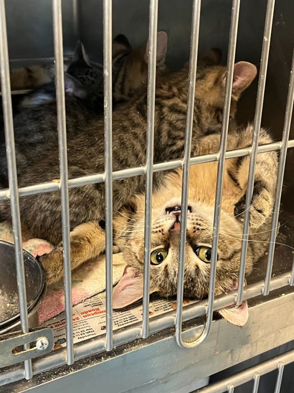 Professor Farnsworth