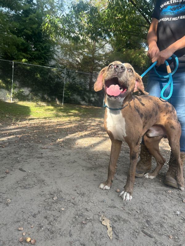 King Of The Mountain