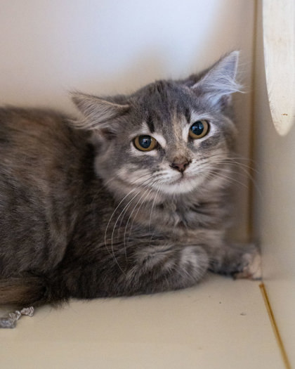 Corra, an adoptable Domestic Short Hair in Pequot Lakes, MN, 56472 | Photo Image 1