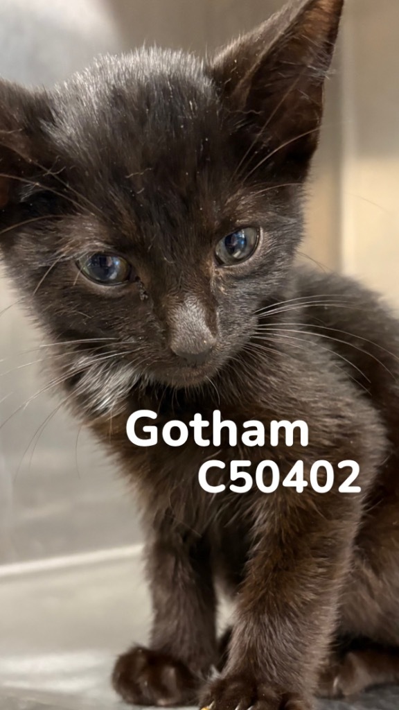 Gotham