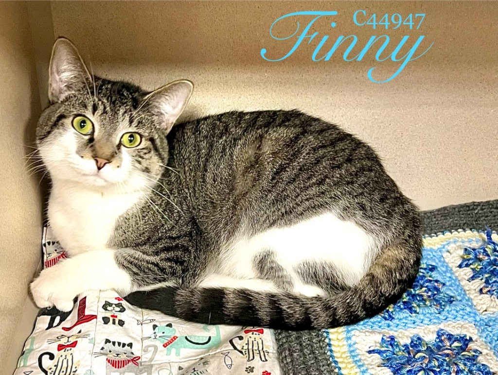 Finny (Bobo)