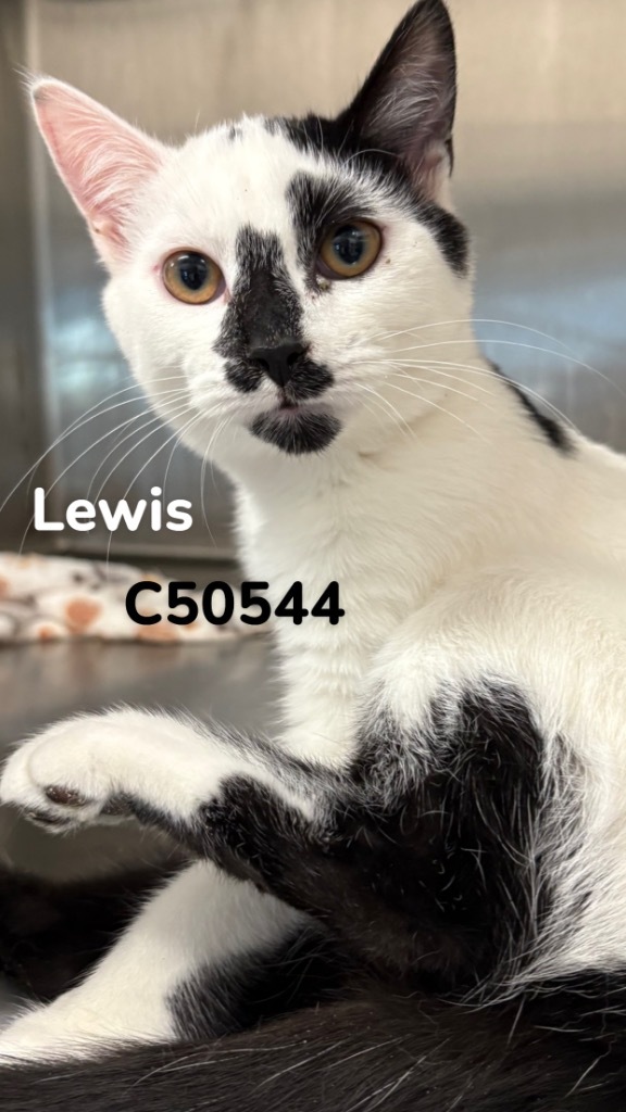 Lewis