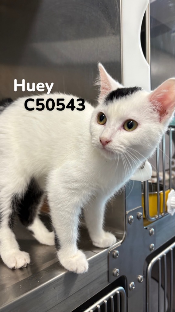 Huey