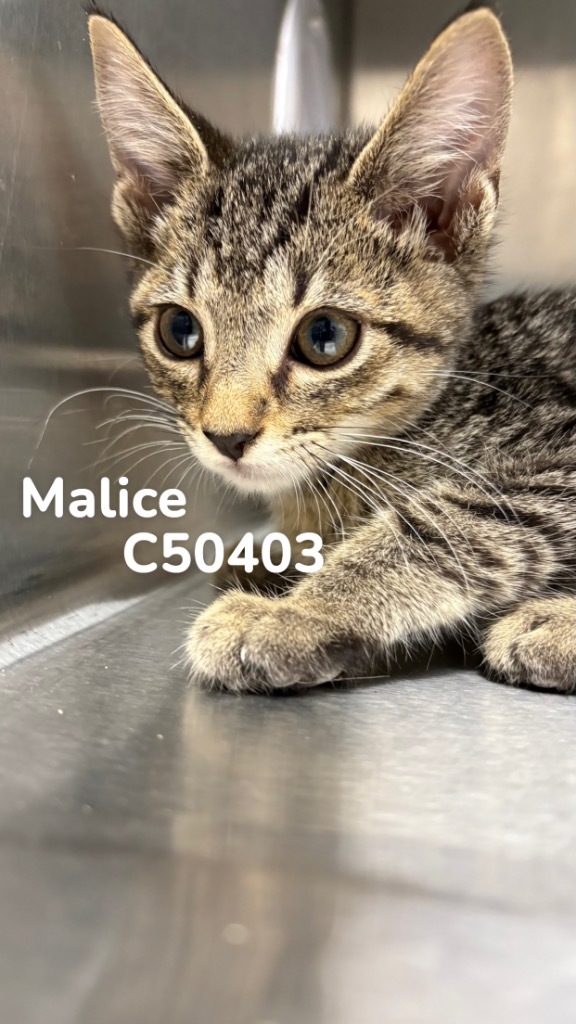 Malice