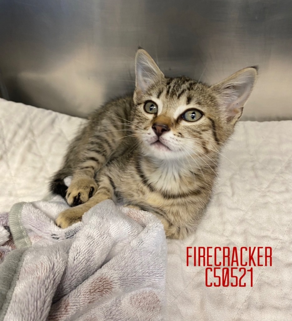 Firecracker