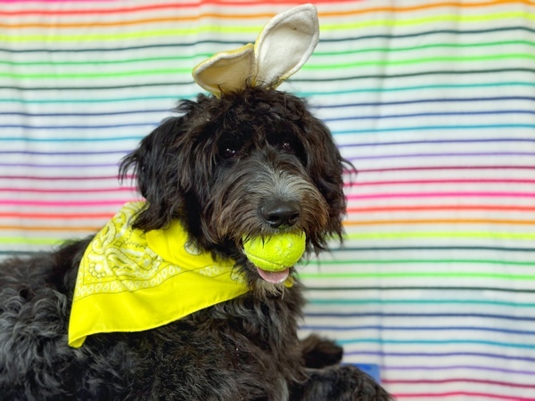 Benny, an adoptable Labradoodle in Portland, OR, 97211 | Photo Image 1