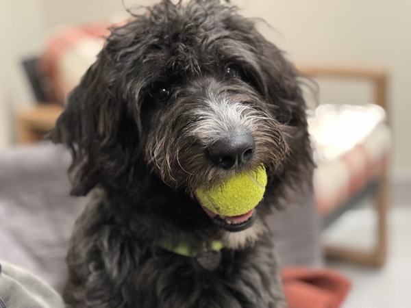Benny, an adoptable Labradoodle in Portland, OR, 97211 | Photo Image 3