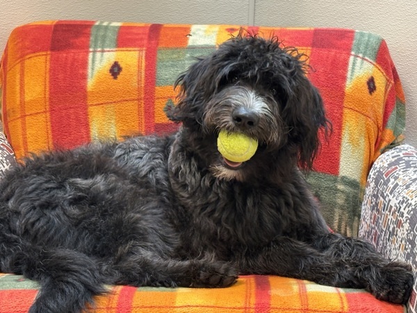 Benny, an adoptable Labradoodle in Portland, OR, 97211 | Photo Image 4