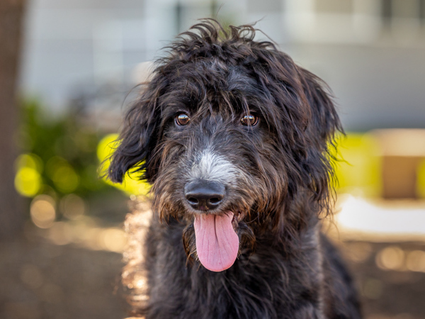 Benny, an adoptable Labradoodle in Portland, OR, 97211 | Photo Image 5