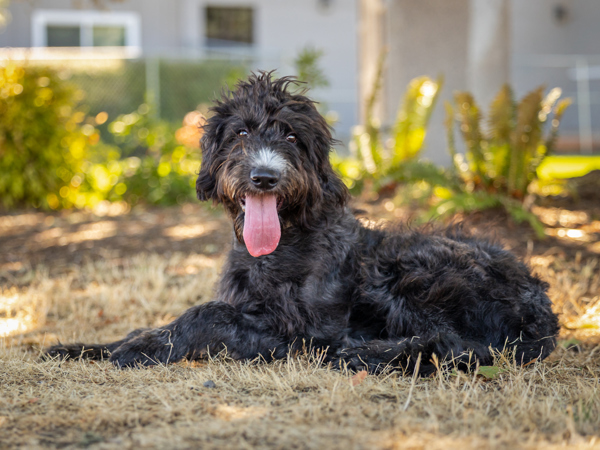 Benny, an adoptable Labradoodle in Portland, OR, 97211 | Photo Image 6