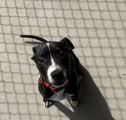 Hansel, an adoptable Pit Bull Terrier, Mixed Breed in Harbor Springs, MI, 49740 | Photo Image 1
