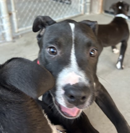 Hansel, an adoptable Pit Bull Terrier, Mixed Breed in Harbor Springs, MI, 49740 | Photo Image 2