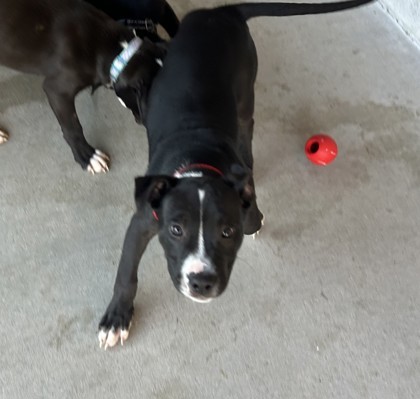 Hansel, an adoptable Pit Bull Terrier, Mixed Breed in Harbor Springs, MI, 49740 | Photo Image 3