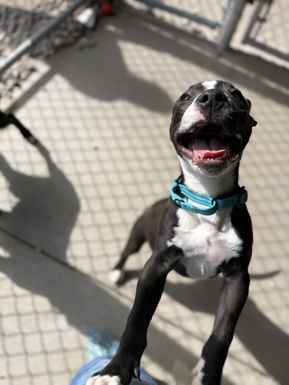 Beetlejuice, an adoptable Pit Bull Terrier, Mixed Breed in Harbor Springs, MI, 49740 | Photo Image 1