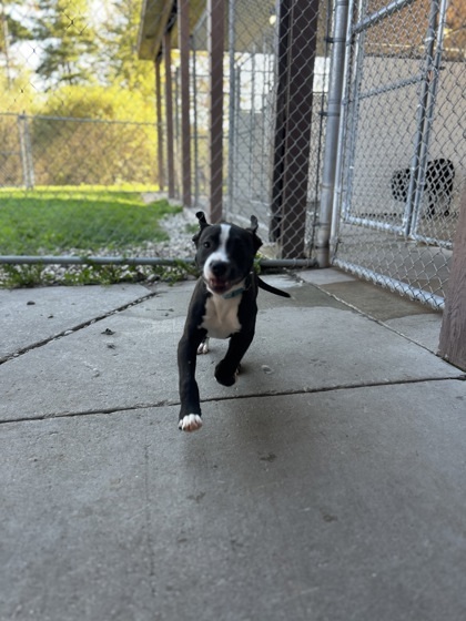 Beetlejuice, an adoptable Pit Bull Terrier, Mixed Breed in Harbor Springs, MI, 49740 | Photo Image 2