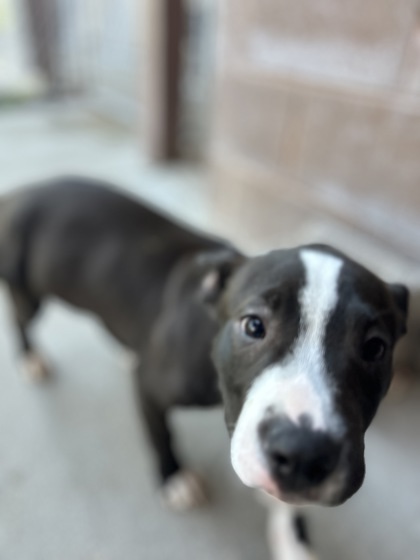 Beetlejuice, an adoptable Pit Bull Terrier, Mixed Breed in Harbor Springs, MI, 49740 | Photo Image 3