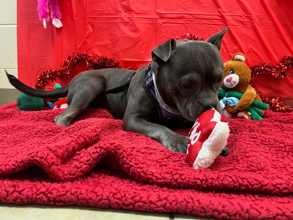 Delilah