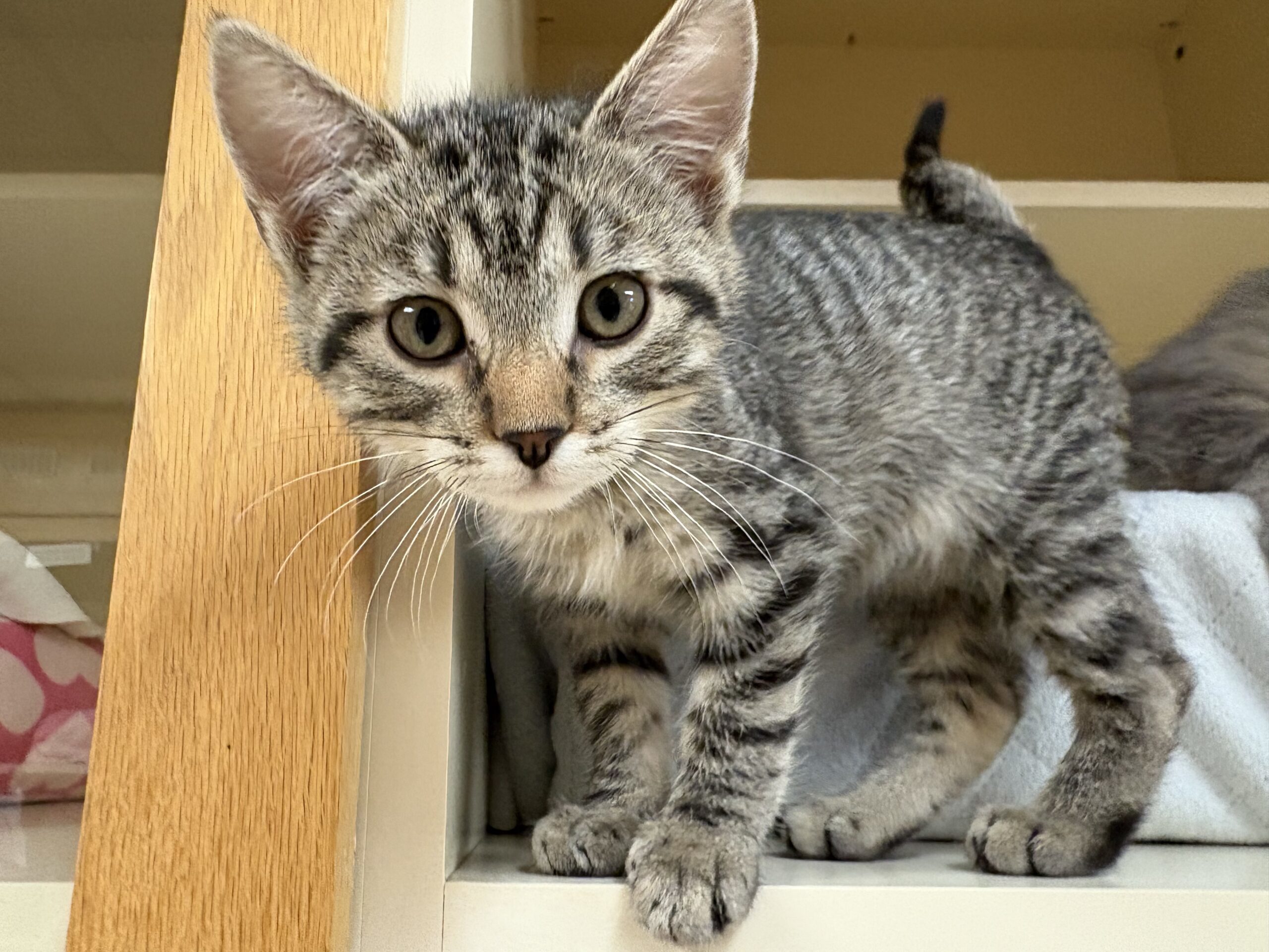 Little Susie, an adoptable Domestic Short Hair in Hays, KS, 67601 | Photo Image 1