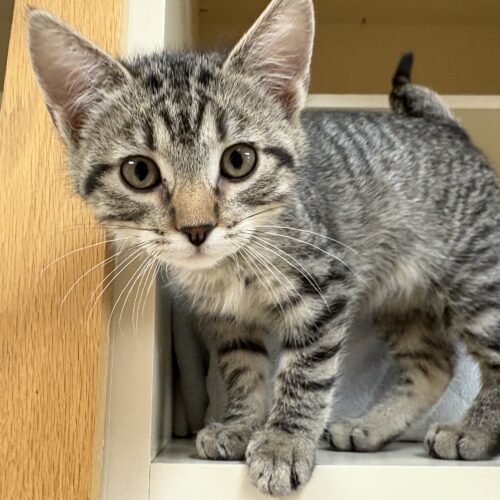 Little Susie, an adoptable Domestic Short Hair in Hays, KS, 67601 | Photo Image 2