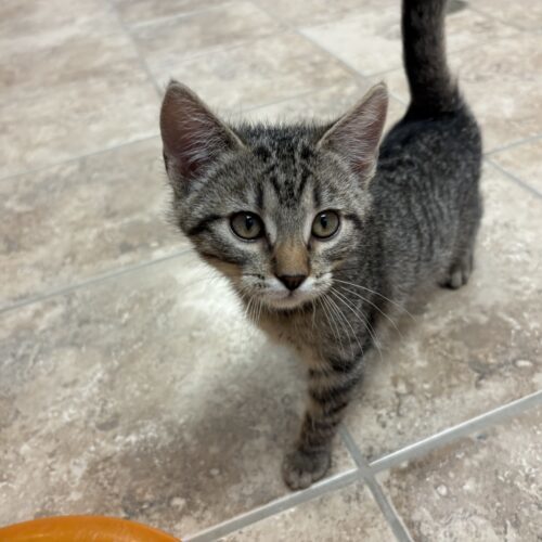 Little Susie, an adoptable Domestic Short Hair in Hays, KS, 67601 | Photo Image 3